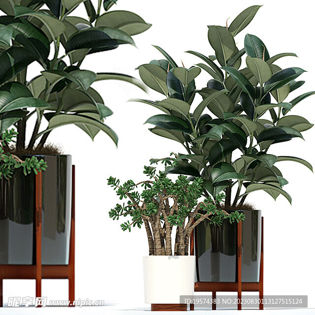 C4D模型 绿色植物