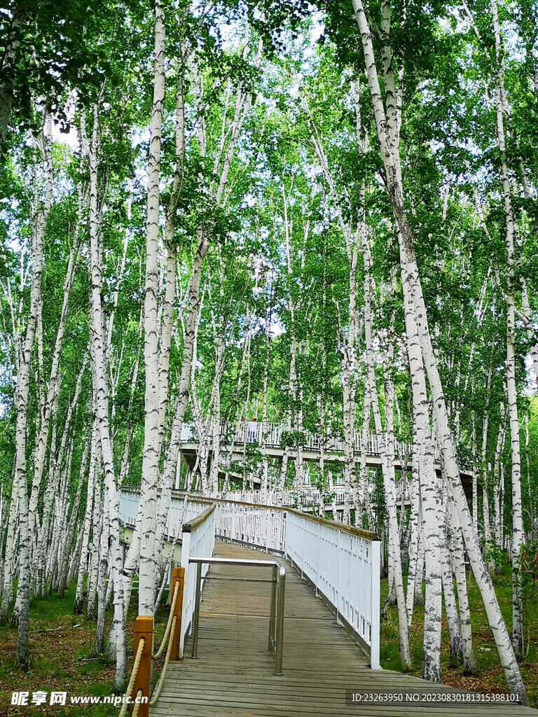 白桦林风景