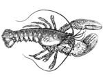 素描龙虾