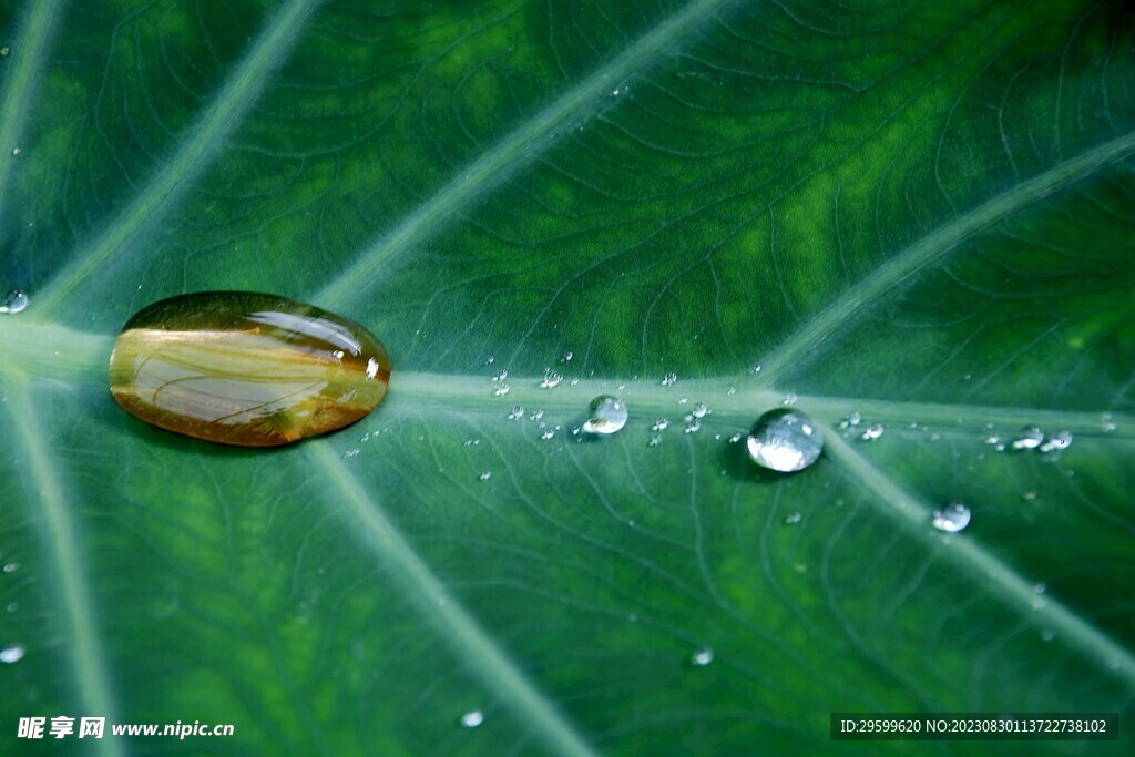 水珠