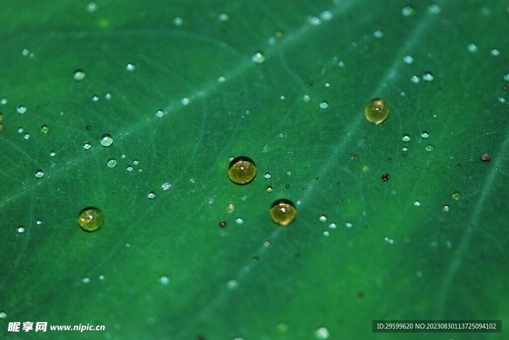 水珠