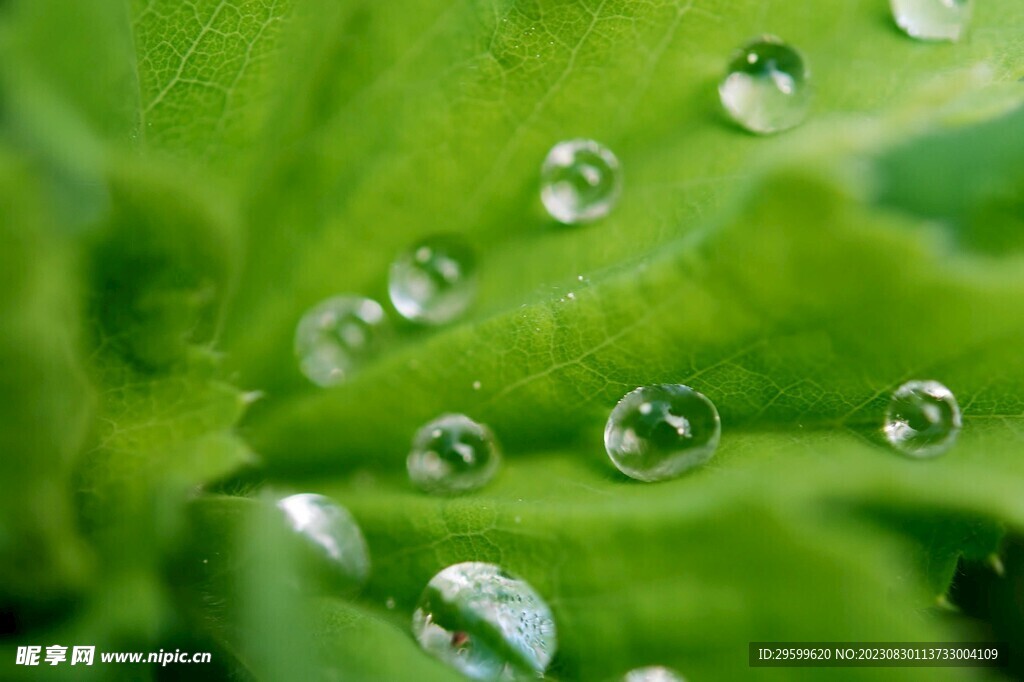 水珠