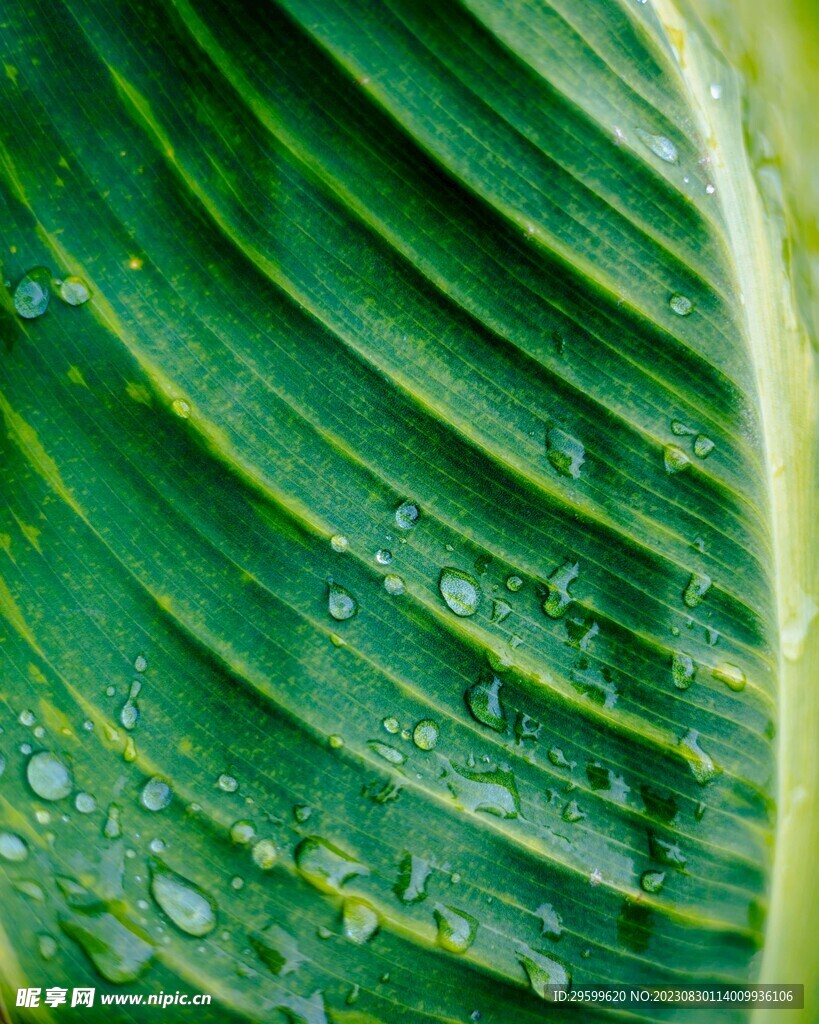 水珠