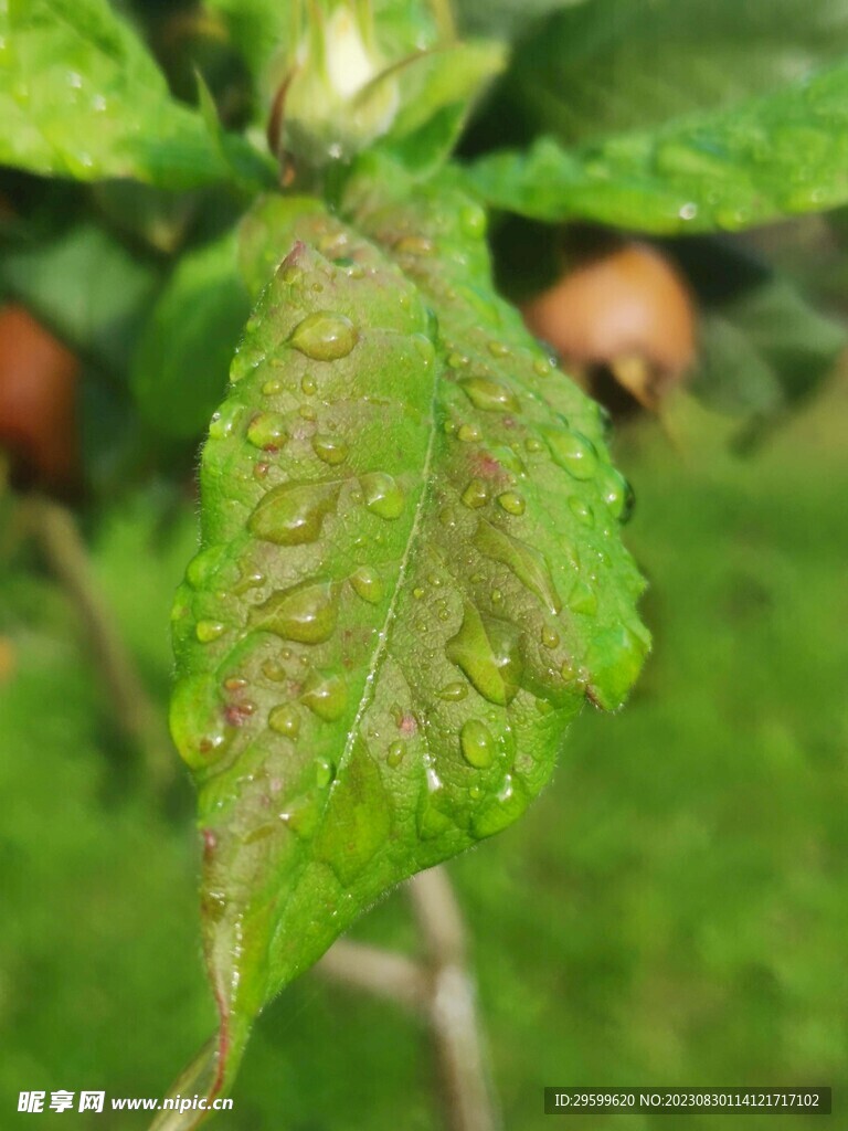 露珠