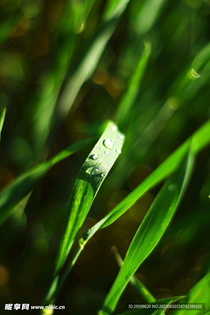 露珠