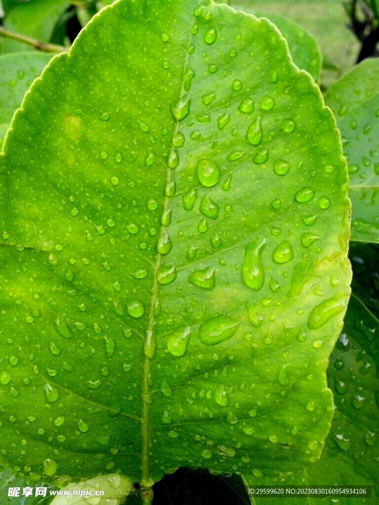 露珠