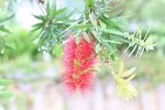 不知名花