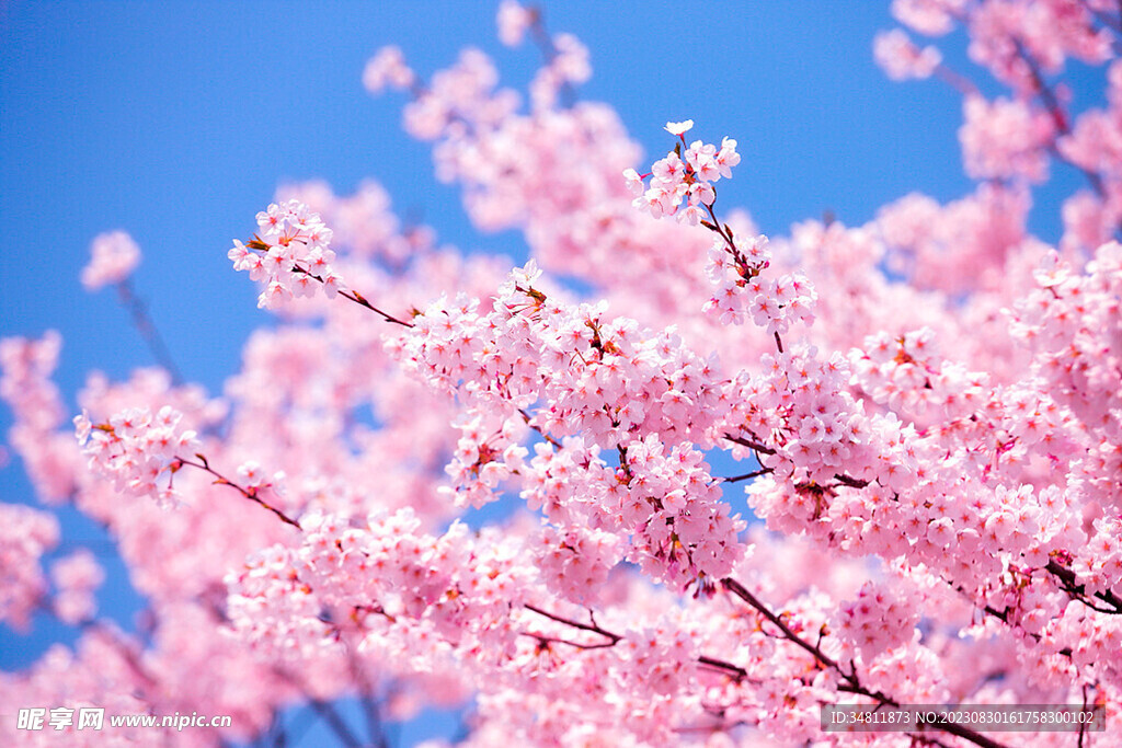 樱花