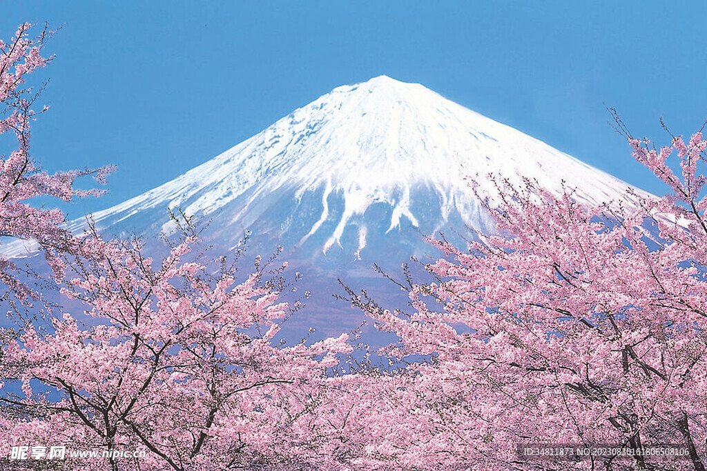 樱花