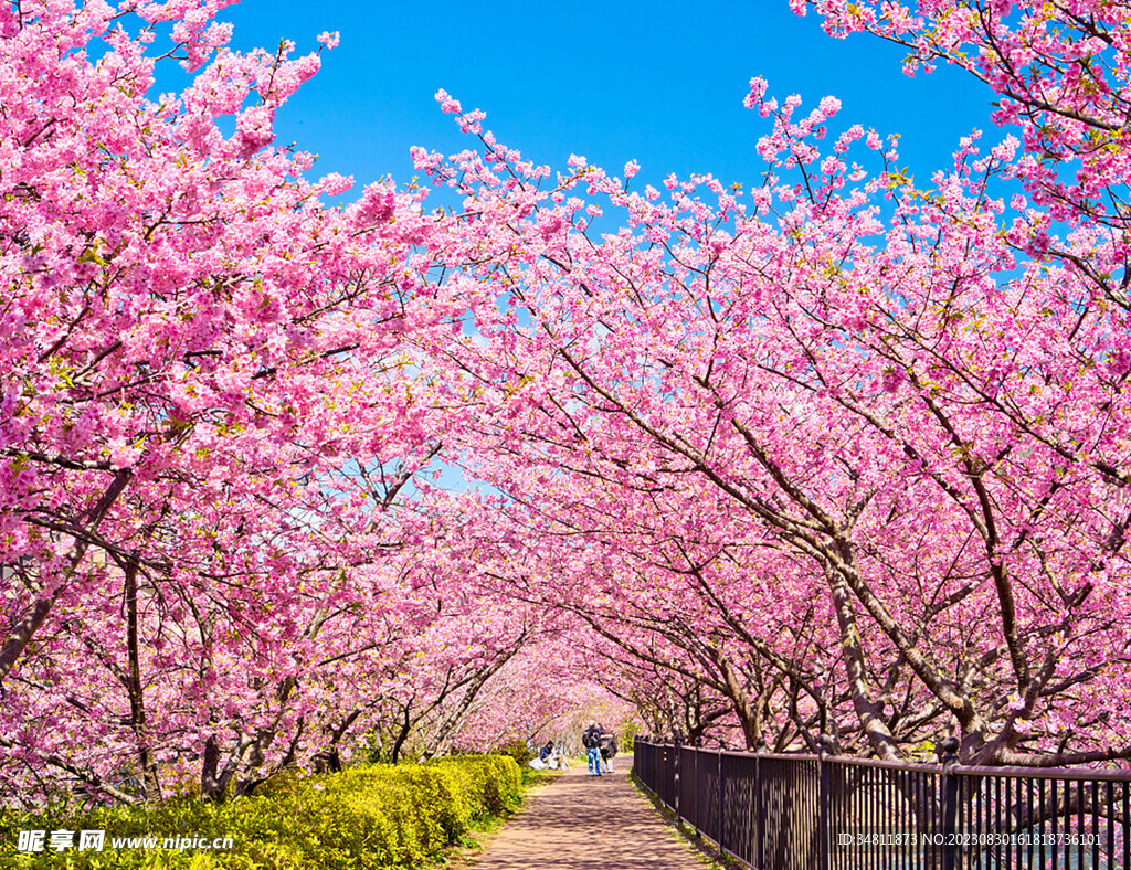 樱花