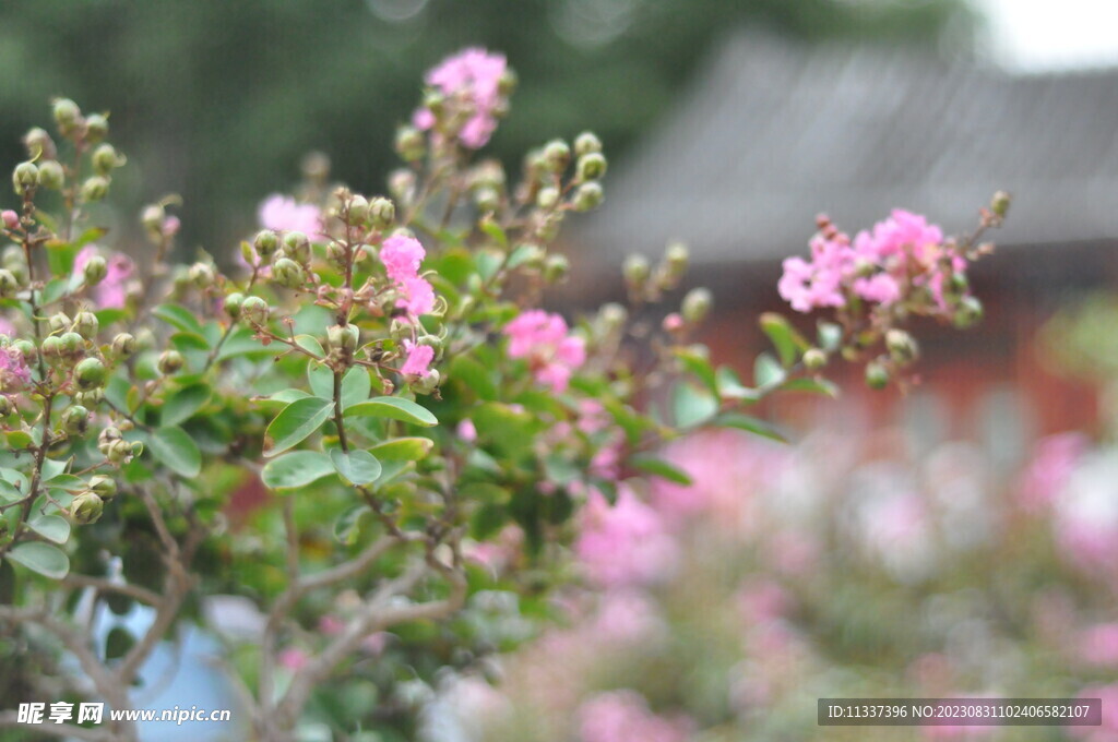小花