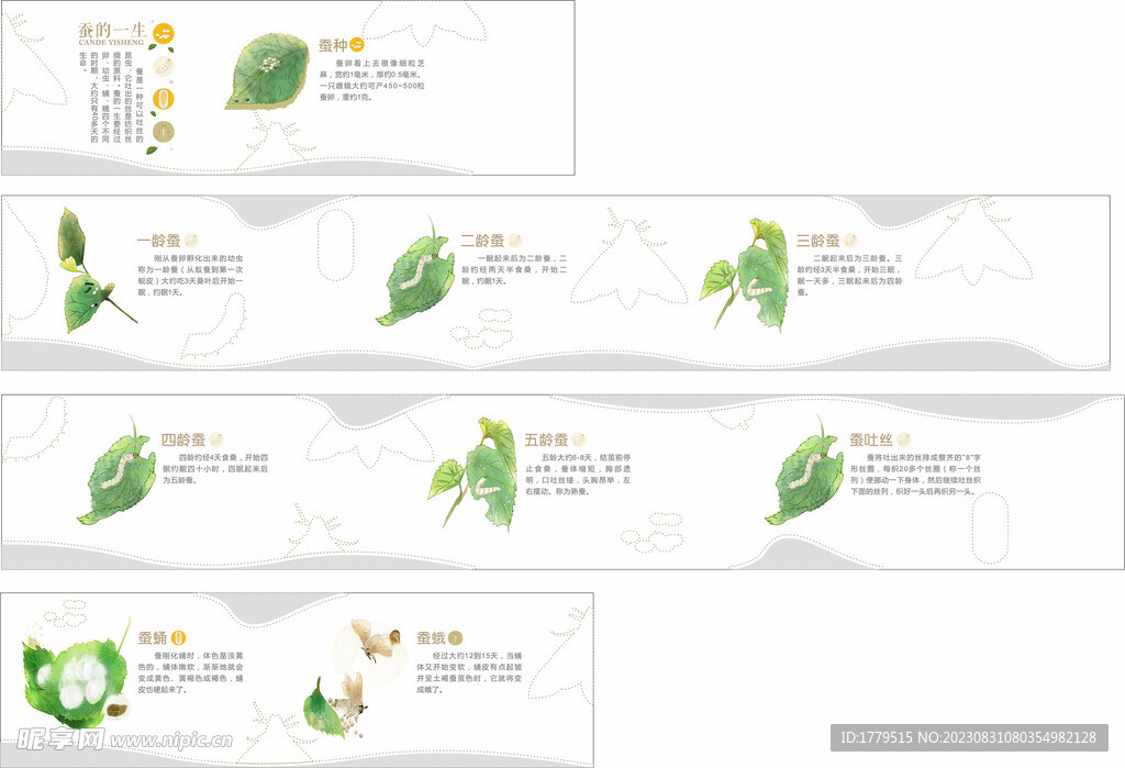 蚕的一生
