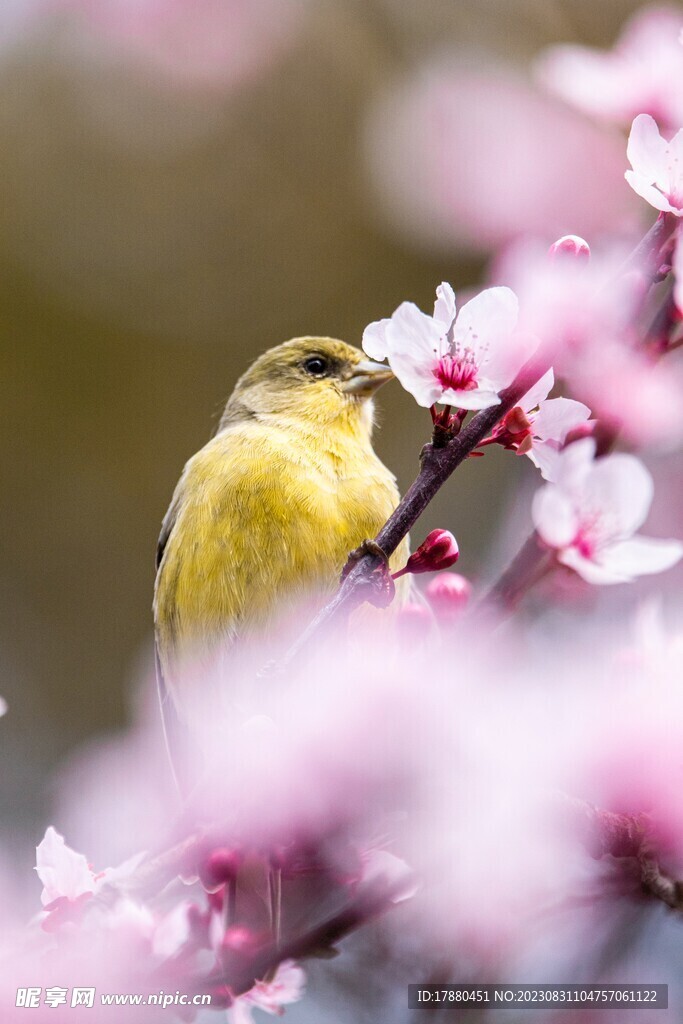 金翅雀