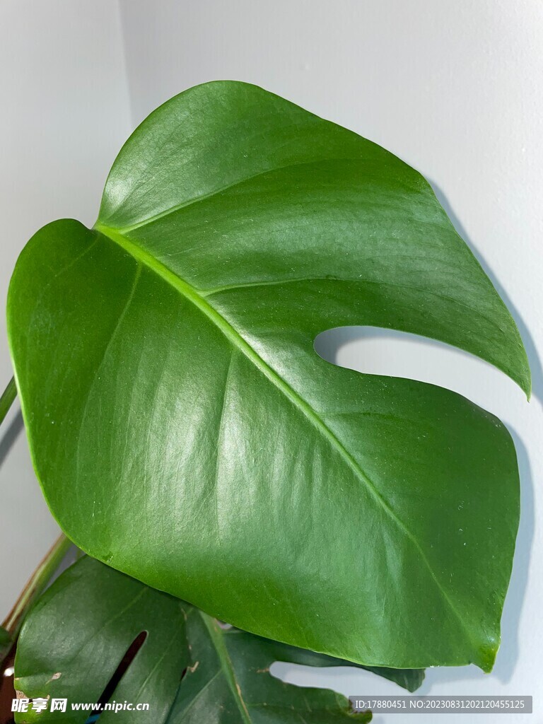 龟背竹