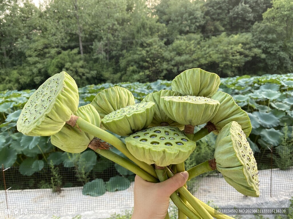 莲蓬