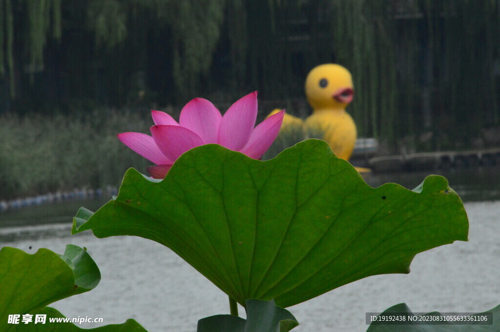 荷花荷叶 