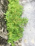 小叶冷水花