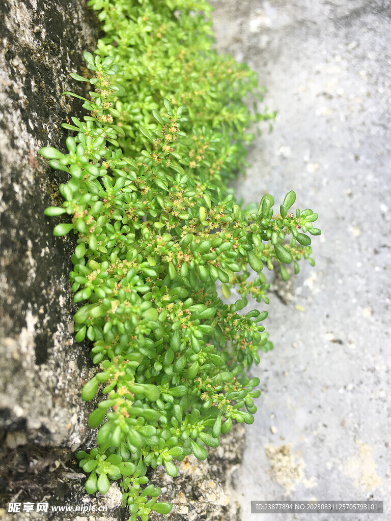 小叶冷水花