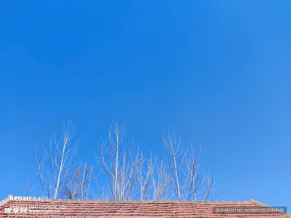 屋顶上的树