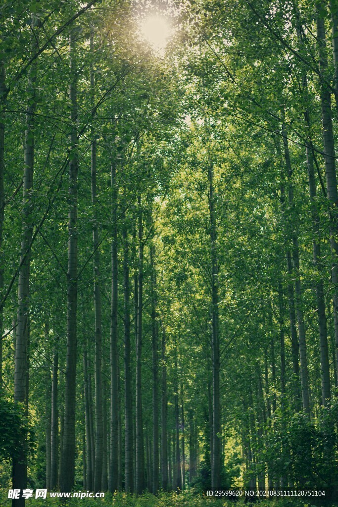 森林