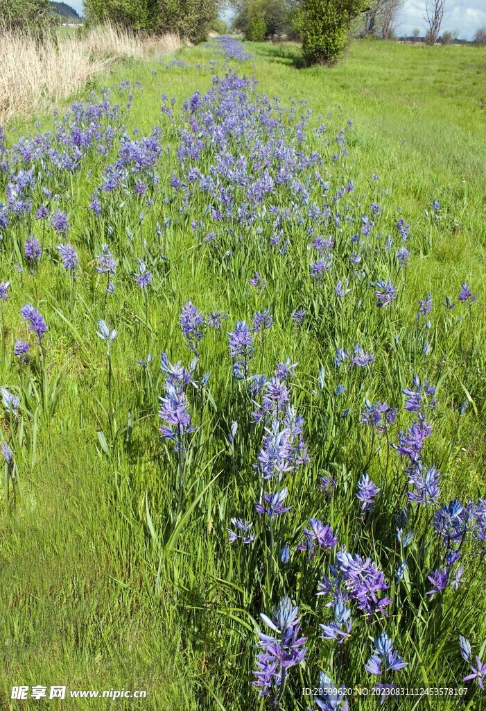 草地