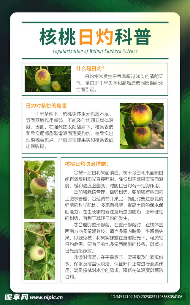 核桃日灼 科普海报