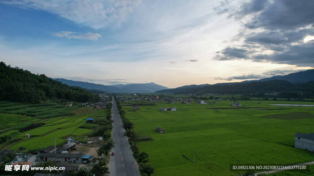 一条公路两边是绿色水稻种植