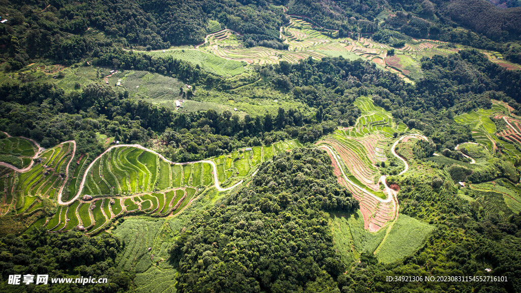 山地梯田水稻蜿蜒的山路