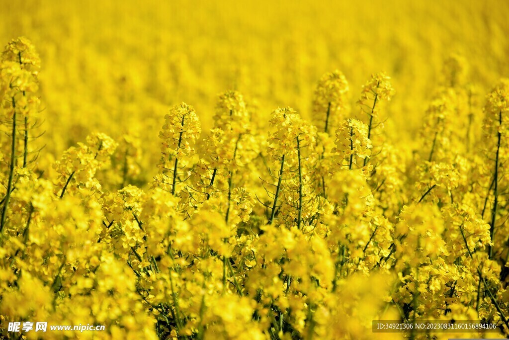 油菜花
