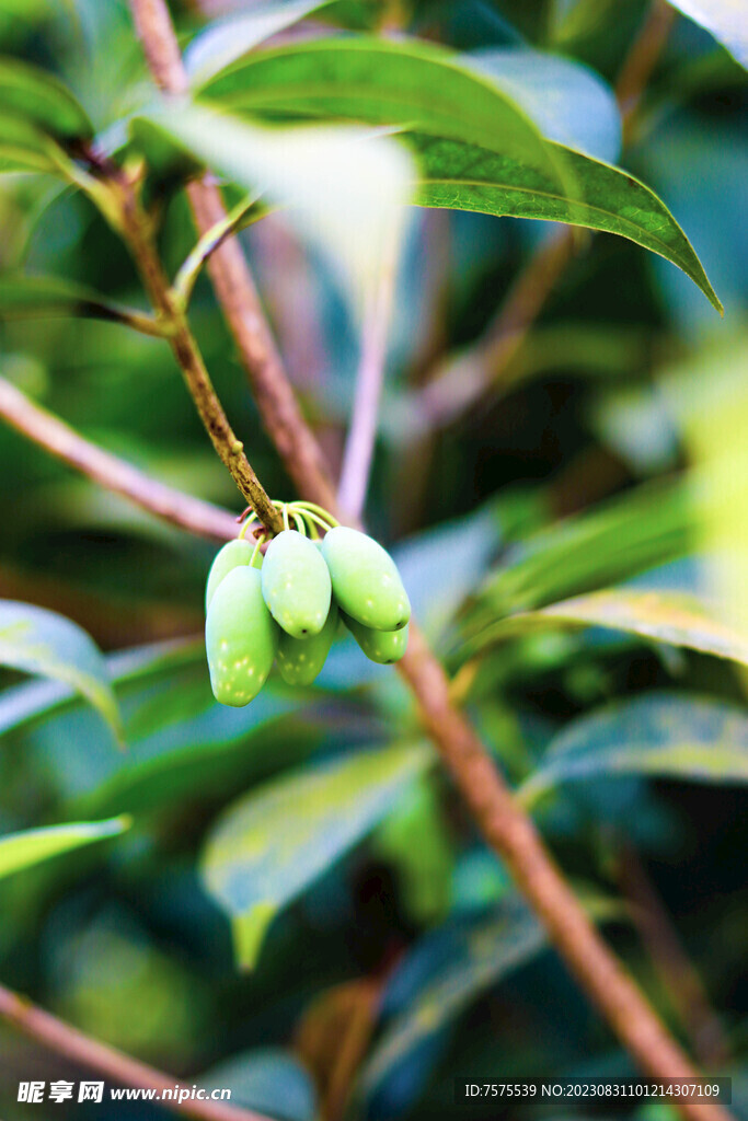 桂花果