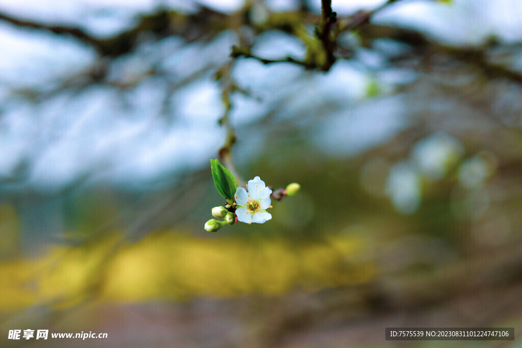 一朵小花