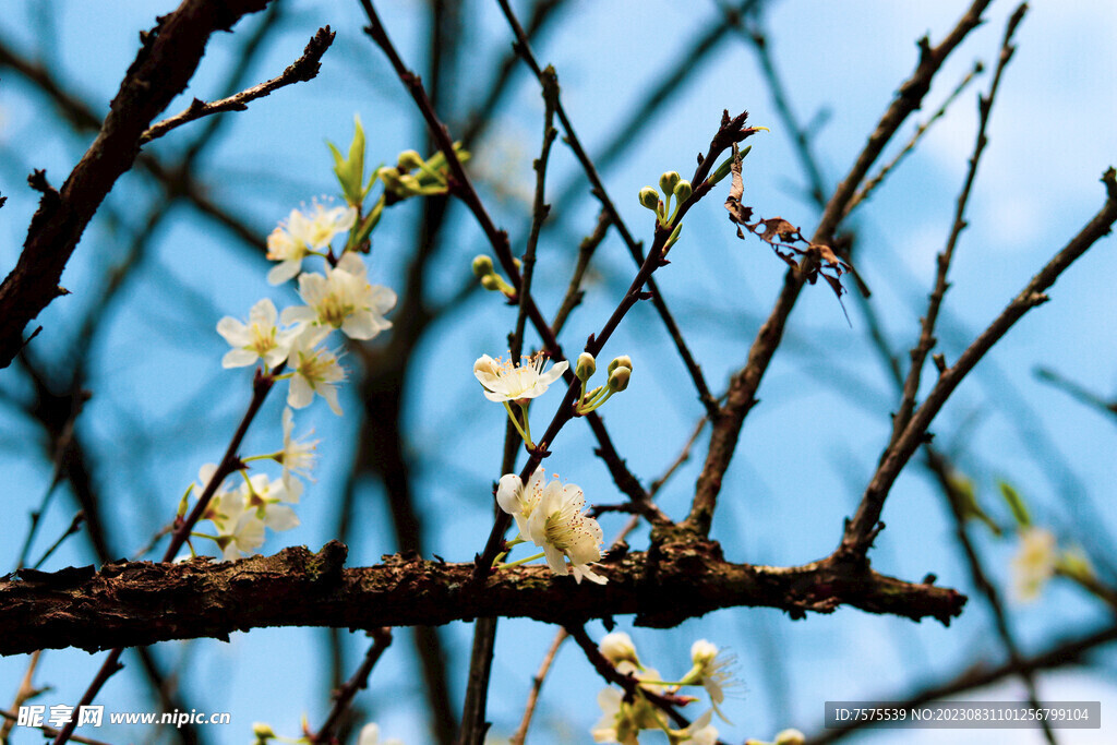 李子花