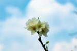 李子花
