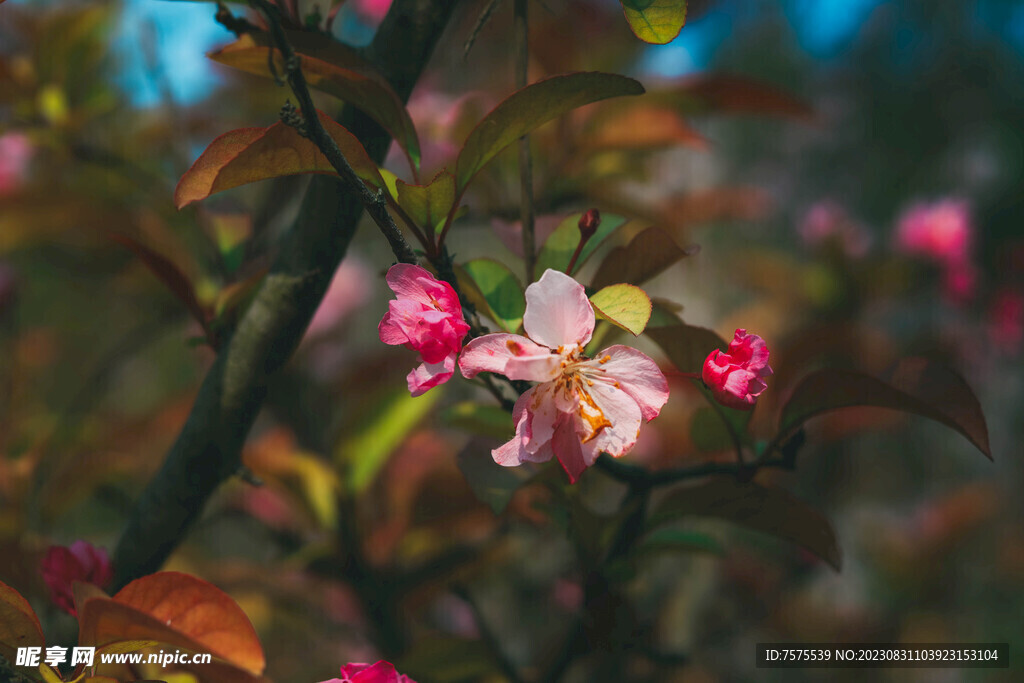 铁血海棠