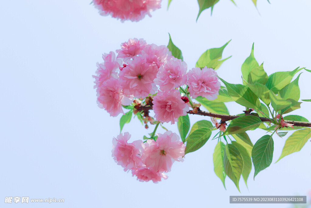 樱花