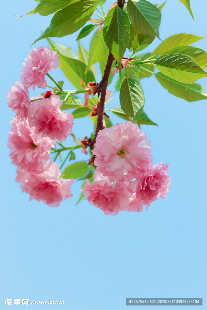 一大朵樱花
