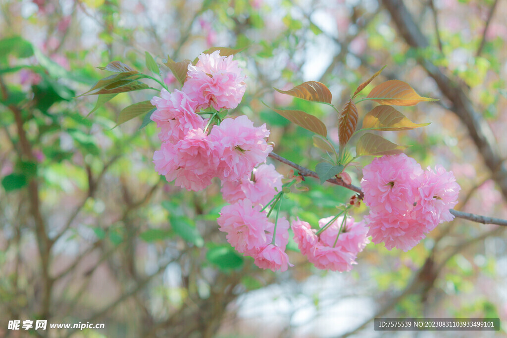 樱花