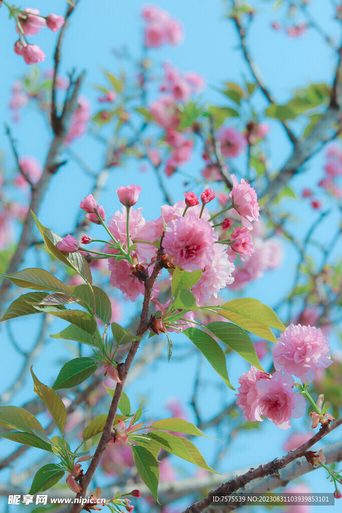 花开枝头