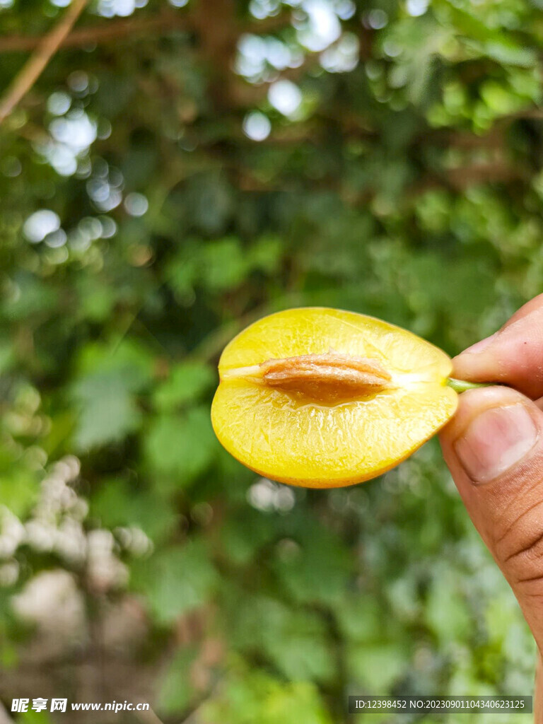 西梅