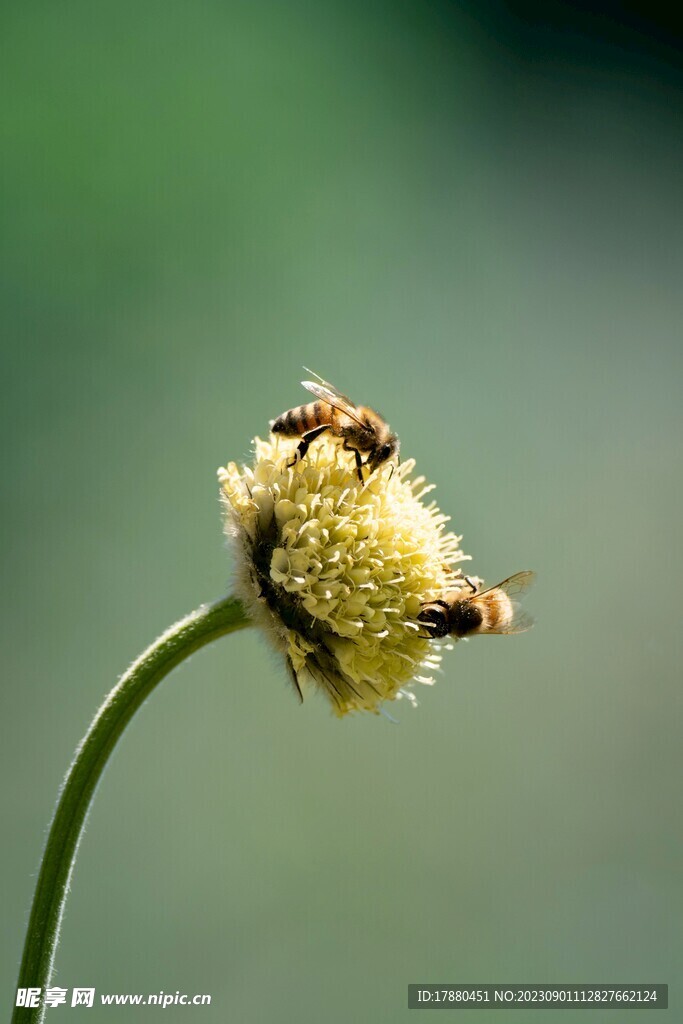 蜜蜂