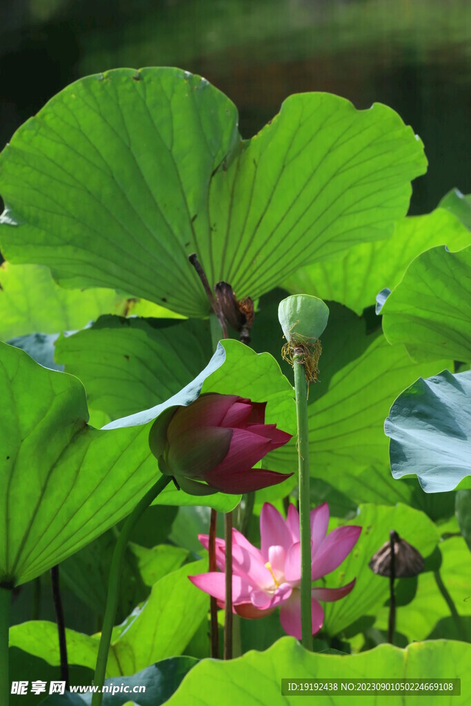 荷花荷叶 