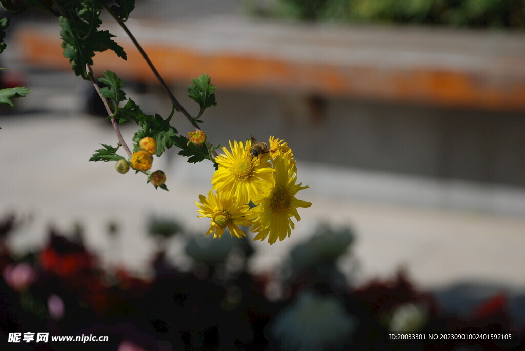 大立菊 悬崖菊 盆景菊 树菊 