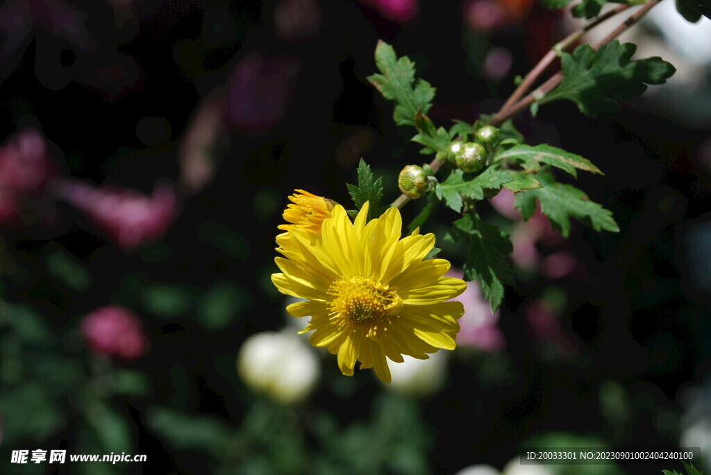 大立菊 悬崖菊 盆景菊 树菊 