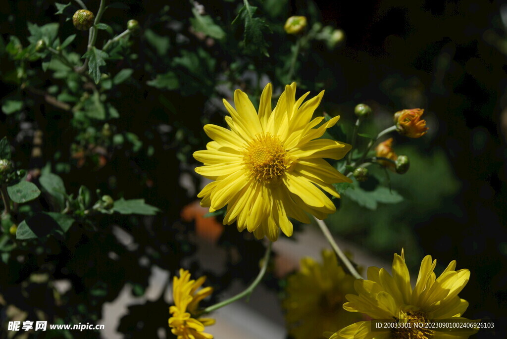 大立菊 悬崖菊 盆景菊 树菊 