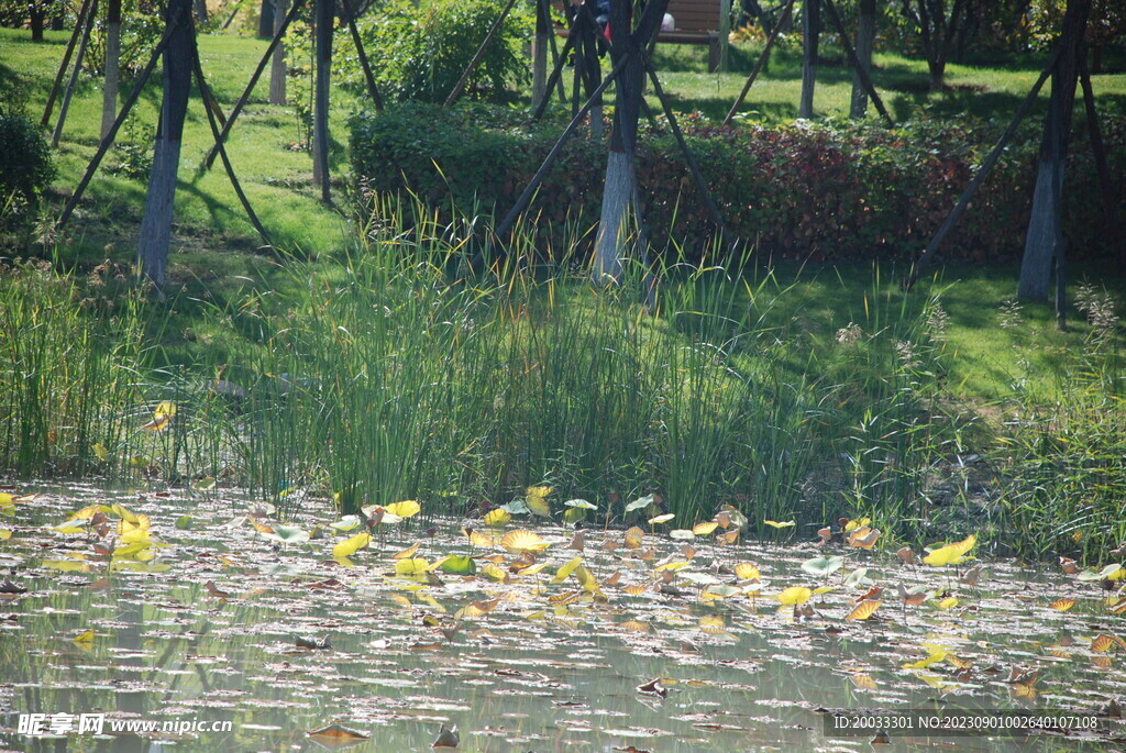 荷花池