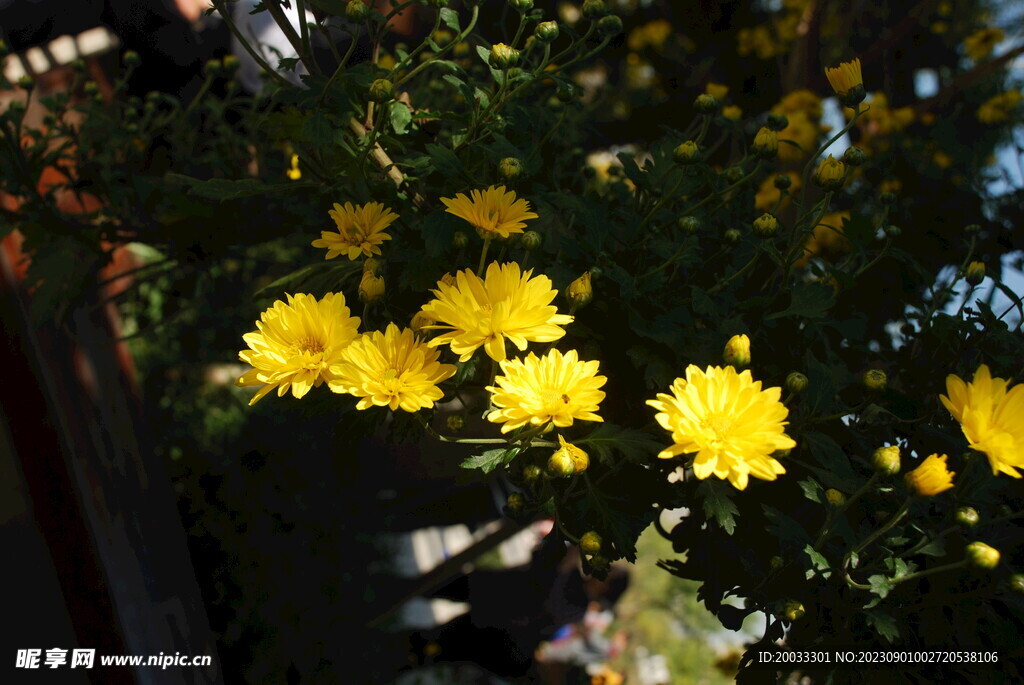 大立菊 悬崖菊 盆景菊 树菊 