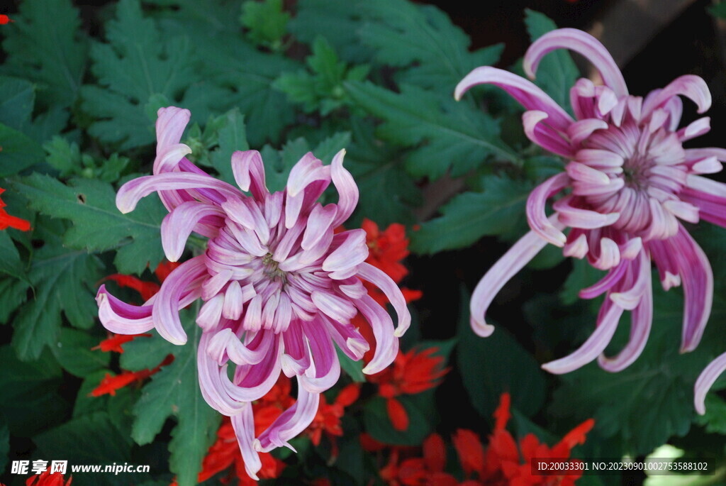 大立菊 悬崖菊 盆景菊 树菊 