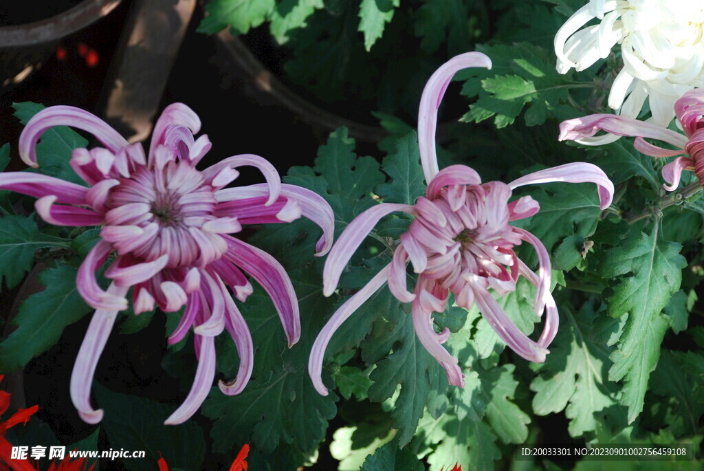 大立菊 悬崖菊 盆景菊 树菊 