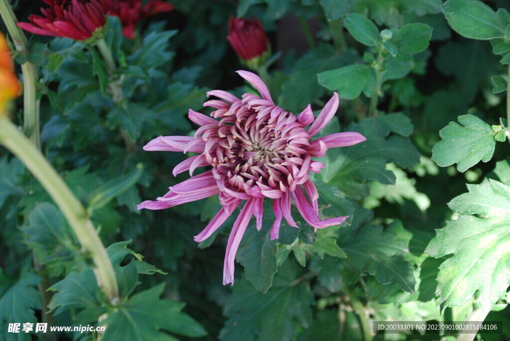 大立菊 悬崖菊 盆景菊 树菊 