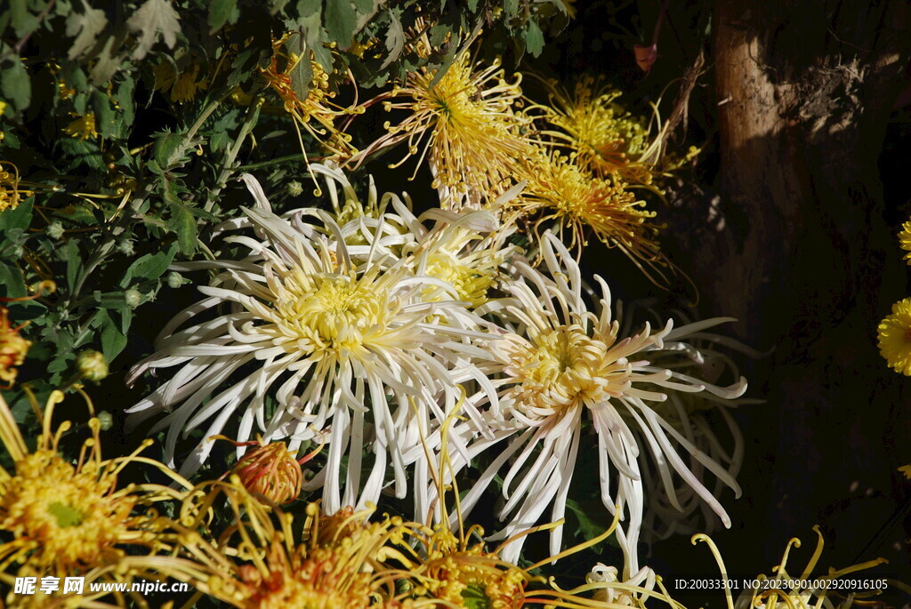 大立菊 悬崖菊 盆景菊 树菊 